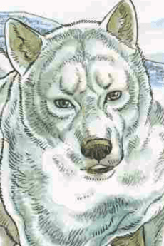 Blanca