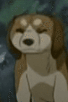 Koinu