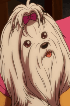 Maltese