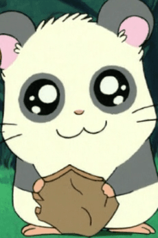Panda-kun
