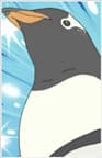 Gentoo Penguin