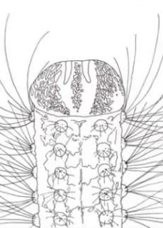 METAMORPHOSE