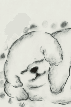 The Cloudy Dog Talk About